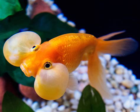 金色金魚|金魚の体色と呼び方9選 – GOLDFISH